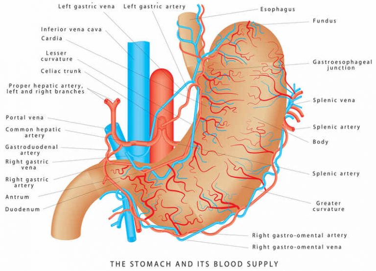 stomach-meaning-in-hindi