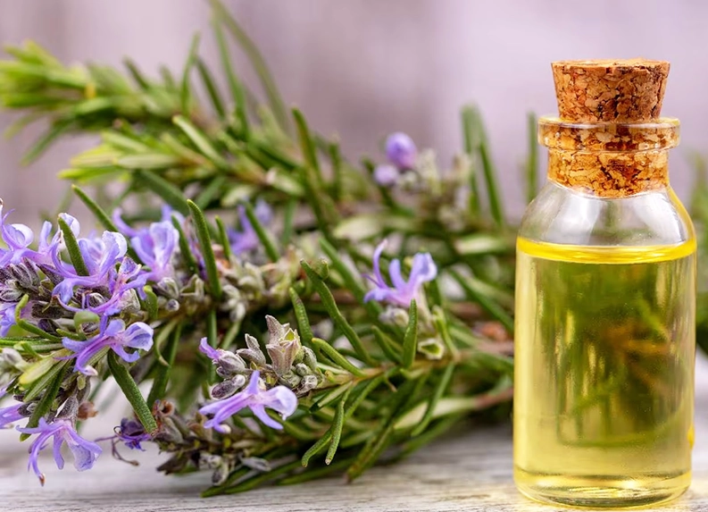 Rosemary Oil for Varicose Veins